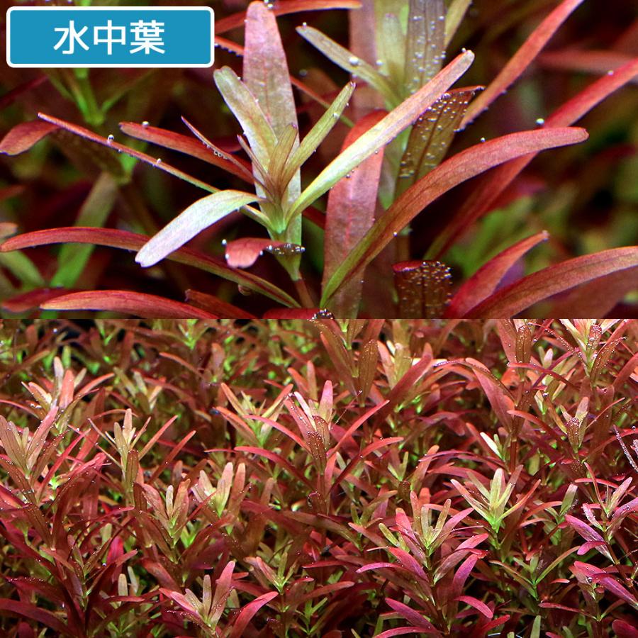 水草）ロタラ ロトンディフォリア レディッシュ（水上葉）（無農薬