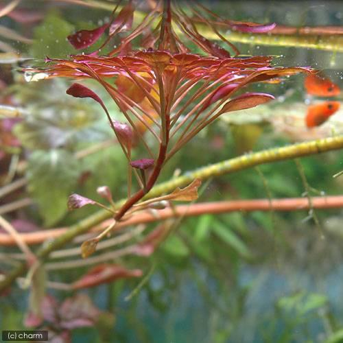 （ビオトープ）水生植物　ウォーターダイヤ（ルドウィジア　セドイデス）（無農薬）（１株） |  | 01