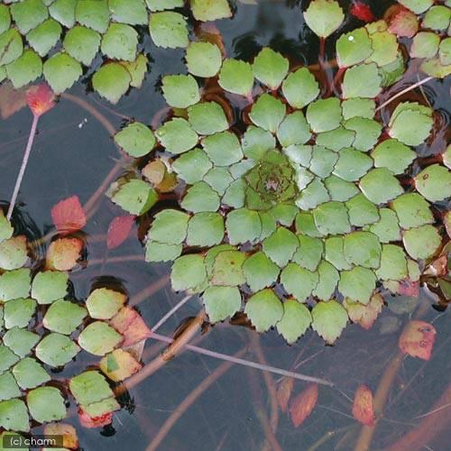 （ビオトープ）水生植物　ウォーターダイヤ（ルドウィジア　セドイデス）（無農薬）（１株） |  | 02