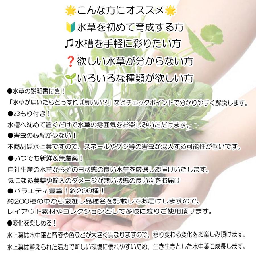 水草）おまかせ水草ミニポット 3ポットセット（水上葉）（無農薬