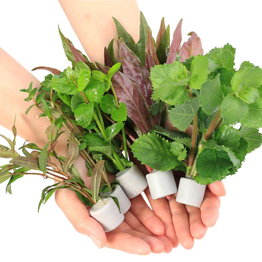 水草）置くだけ簡単 マルチリングホワイト（白） おまかせ水草10個