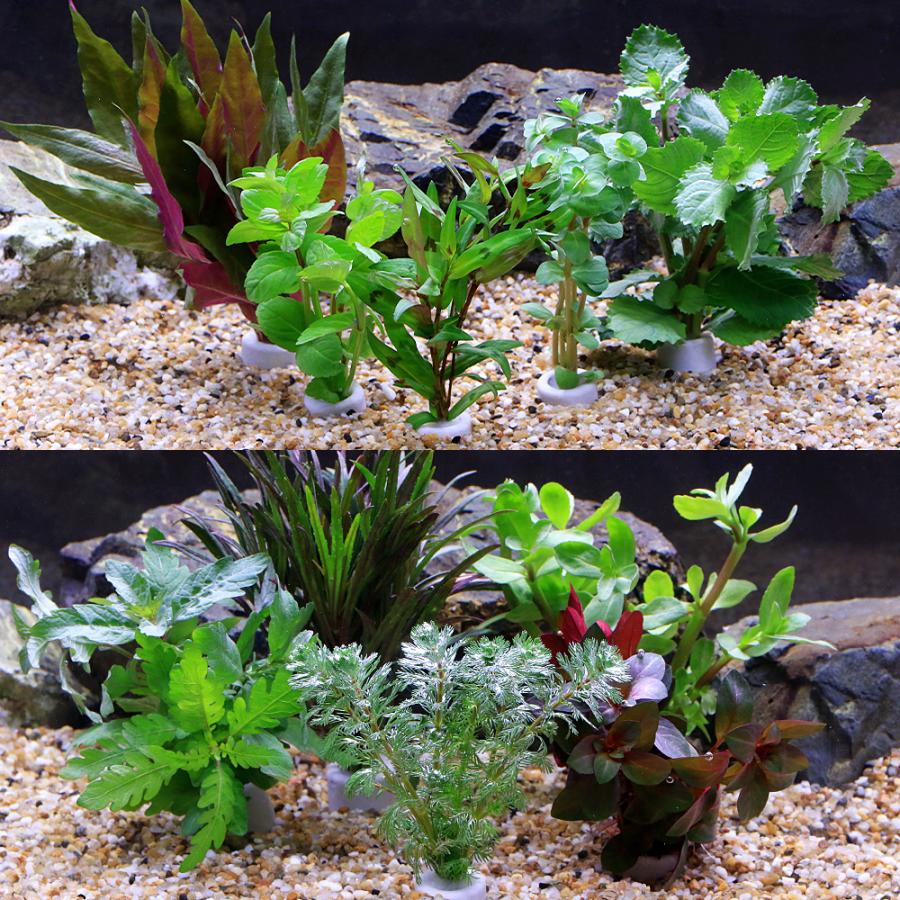 水草）置くだけ簡単 マルチリングホワイト（白） おまかせ水草10個