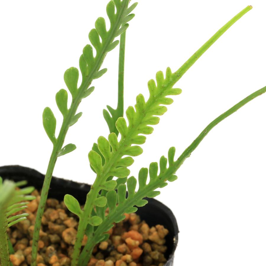 観葉植物）シダ オニヒノキシダ（アスプレニウム ケンゾイ） 3号（1