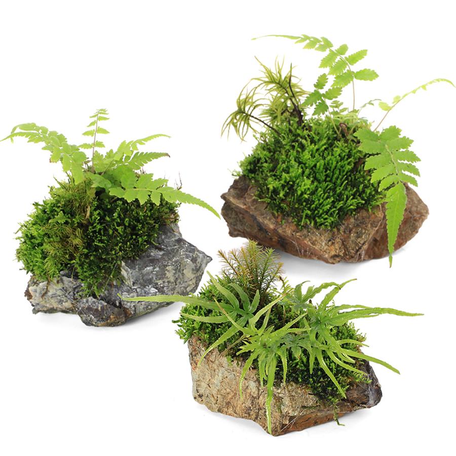 （観葉植物）テラリウム　苔　巻きたて　苔の楽園　風山石　（１個）（Yahoo!・チャーム charm ヤフー店）