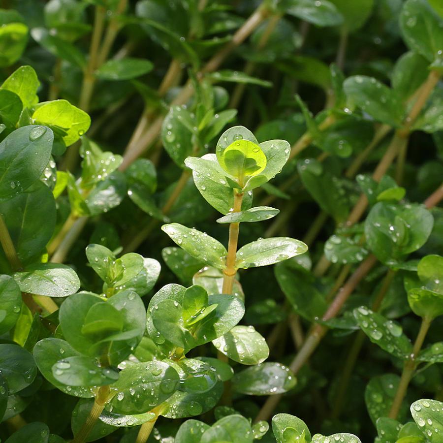 水草）ロタラ ロトンディフォリア ソンラ（水上葉）（無農薬）（10本