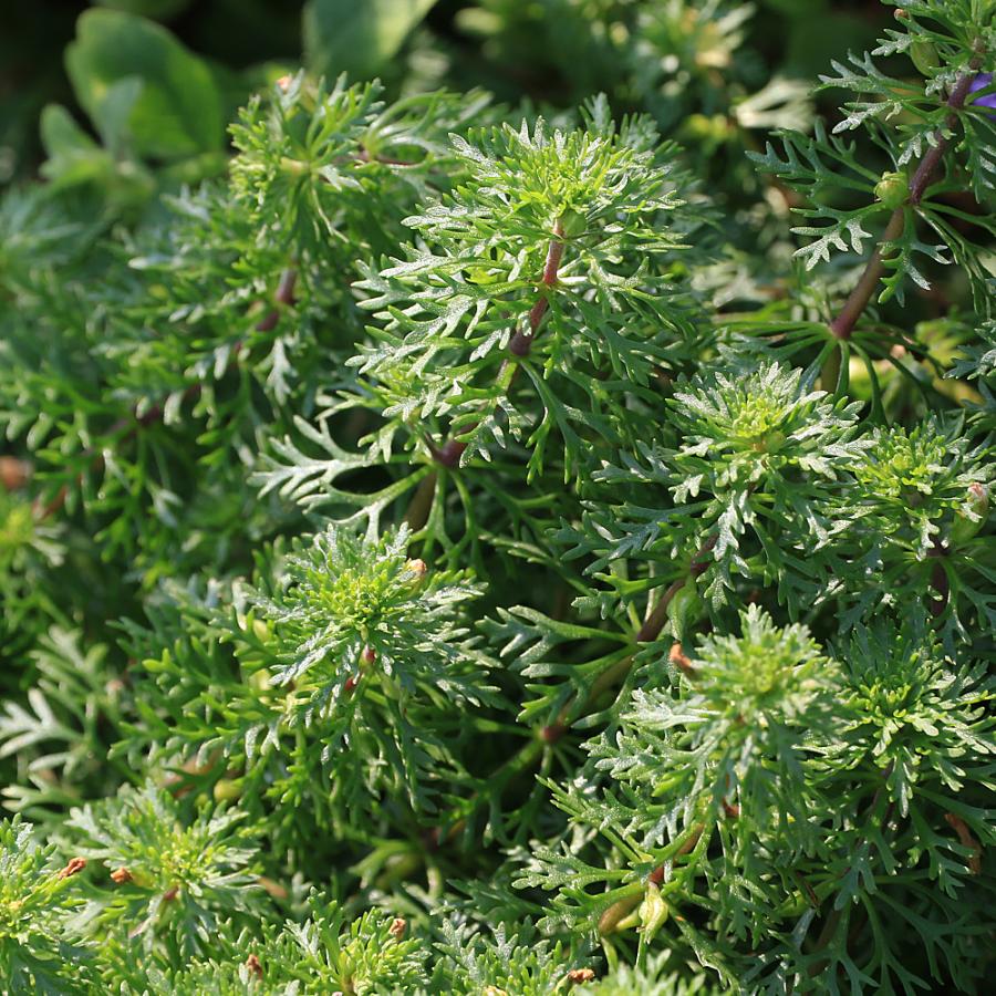 水草）リムノフィラsp．キウンガ（水上葉）（無農薬）（5本