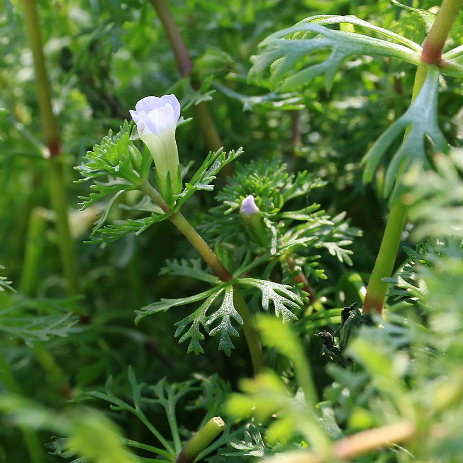 水草）リムノフィラsp．キウンガ（水上葉）（無農薬）（5本