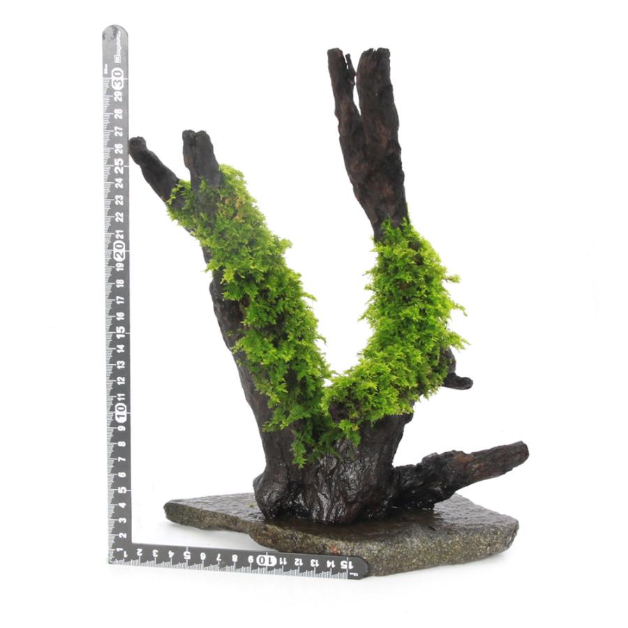 テラリウム）一点物 置くだけ簡単 活着済シノブゴケレイアウト流木