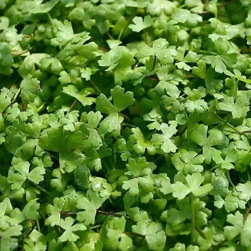 （水草）★大盛り★オーストラリアンノチドメ（水上葉）（無農薬）（１パック）　北海道・九州航空便要保温 |  | 01