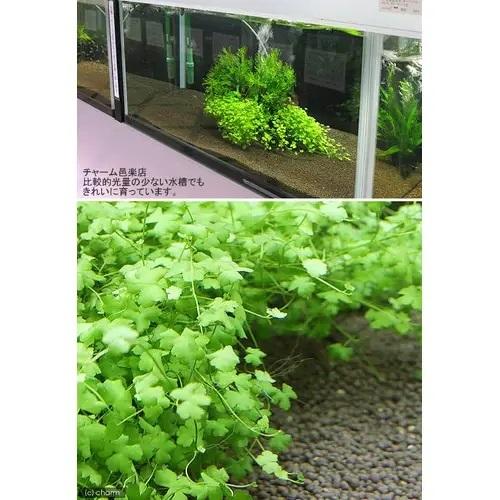 （水草）★大盛り★オーストラリアンノチドメ（水上葉）（無農薬）（１パック）　北海道・九州航空便要保温 |  | 02
