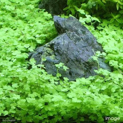 （水草）★大盛り★オーストラリアンノチドメ（水上葉）（無農薬）（１パック）　北海道・九州航空便要保温 |  | 03