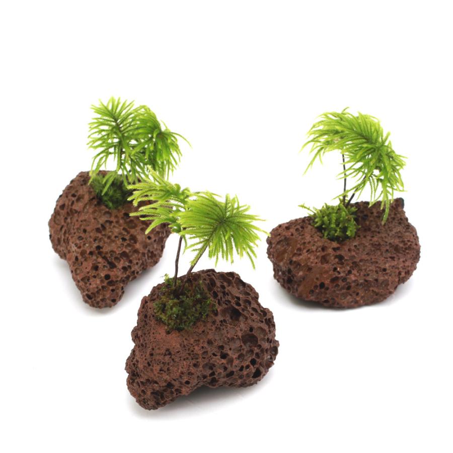観葉植物）テラリウム 苔 苔盆栽 コウヤノマンネングサ穴あき溶岩石