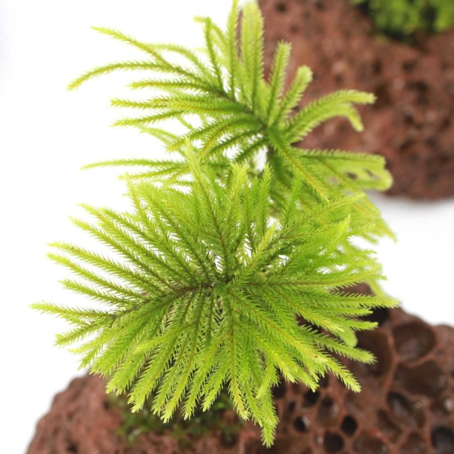 観葉植物）テラリウム 苔 苔盆栽 コウヤノマンネングサ穴あき溶岩石