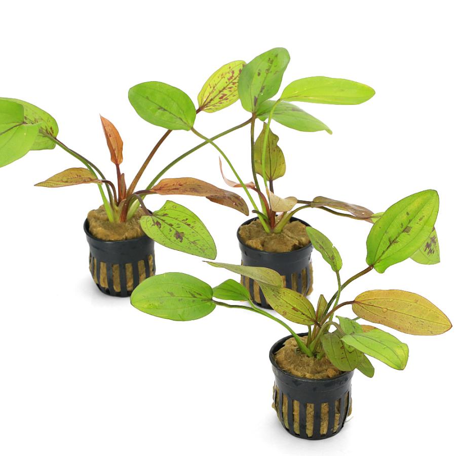 水草）エキノドルス レッドミステリー 東南便（水上葉）（1ポット分