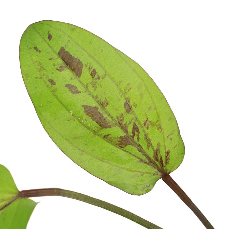 水草）エキノドルス レッドミステリー 東南便（水上葉）（1ポット分