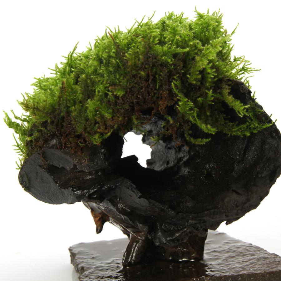 テラリウム）一点物 苔付き 流木（434742）（無農薬）（1個