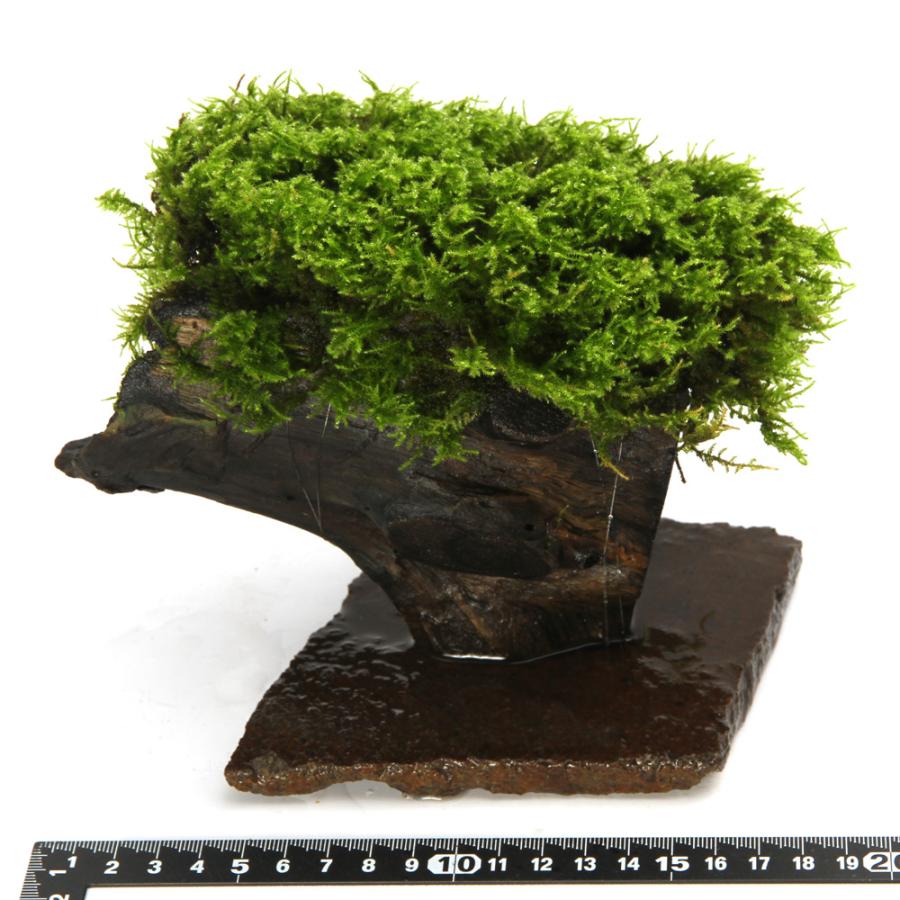 テラリウム）一点物 苔付き 流木（434742）（無農薬）（1個