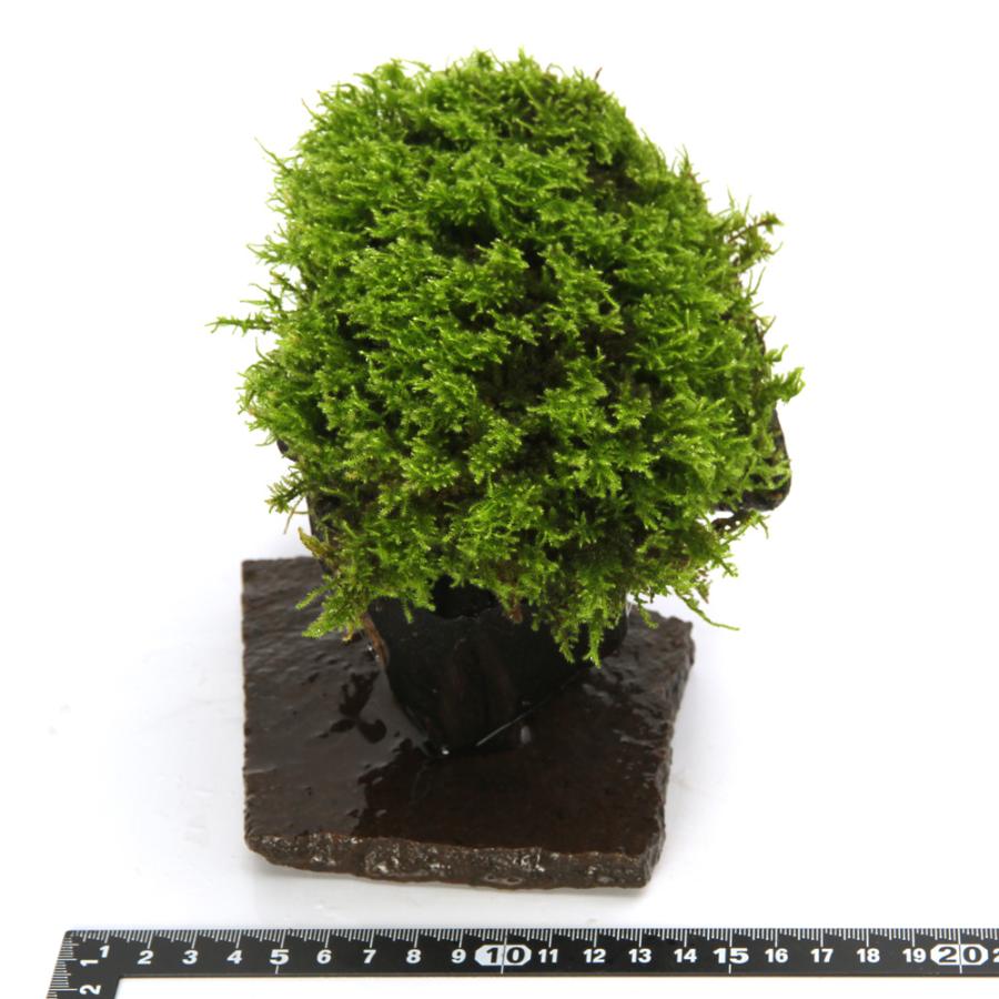 テラリウム）一点物 苔付き 流木（434742）（無農薬）（1個