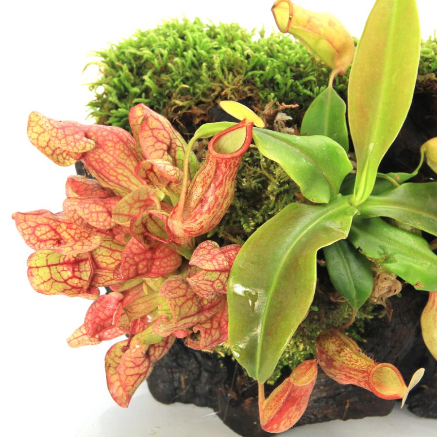 テラリウム）一点物 【パルダリウム向け】食虫植物付き レイアウト流木