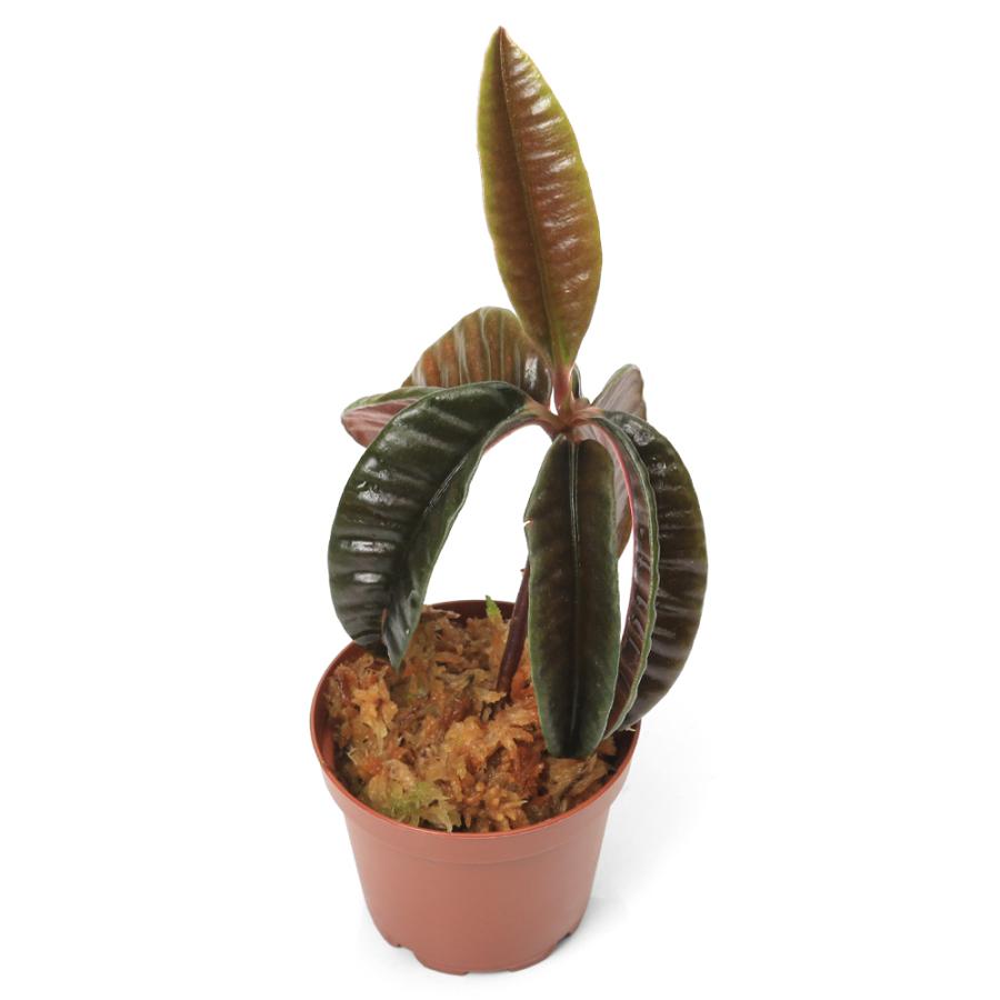 ラビシアsp.セラワイ カリマンタン パルダリウム 希少 観葉植物