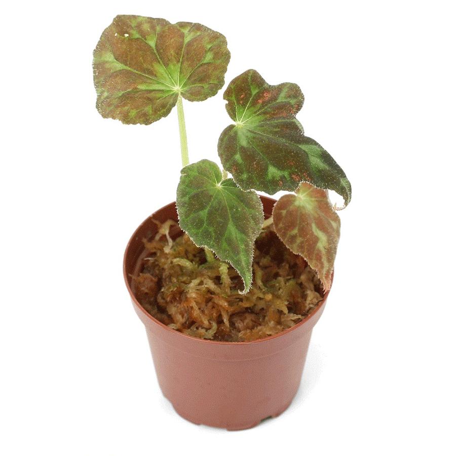 Begonia ベゴニア　バルサロウクシエ　❣️原種 barsalouxiae Begonia barsalouxiae 幾何学模様のような バルサロウクシエ ベゴニア その他観葉植物