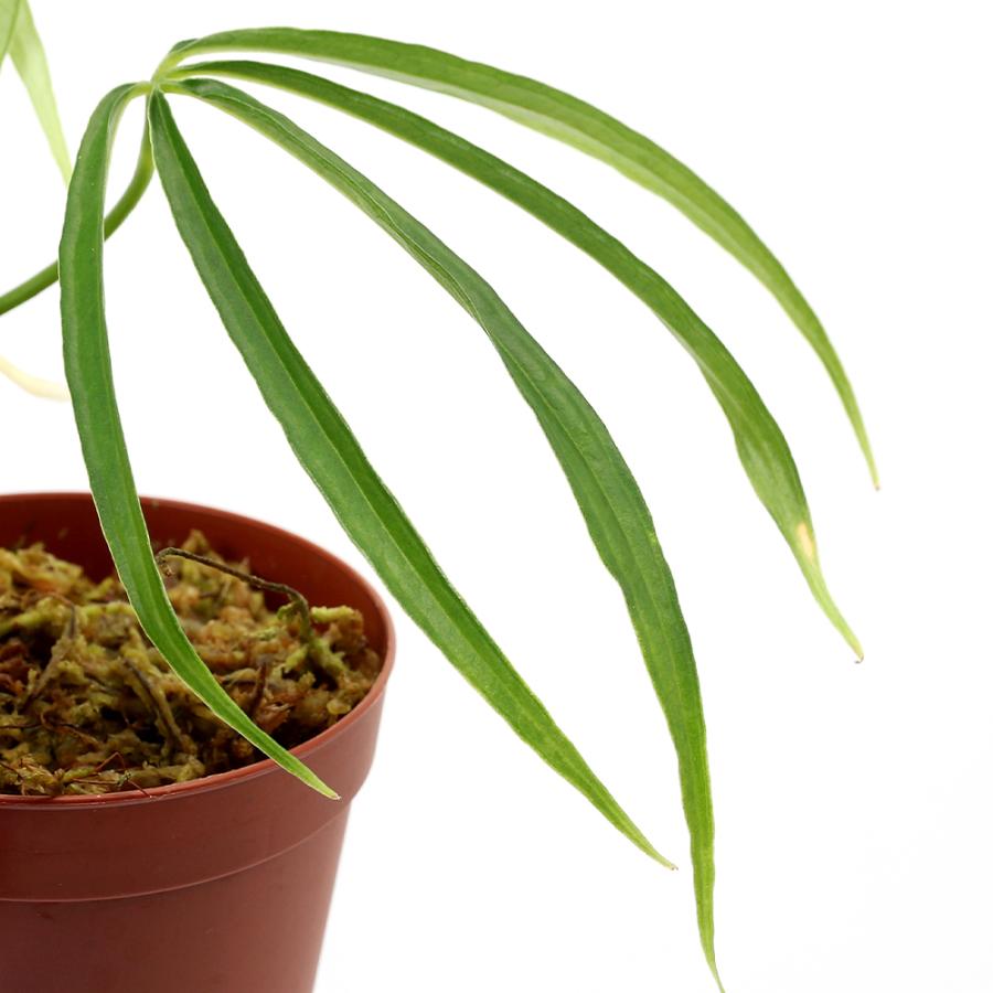 テラリウム）アンスリウムaff．エミネンス（1カップ） 北海道