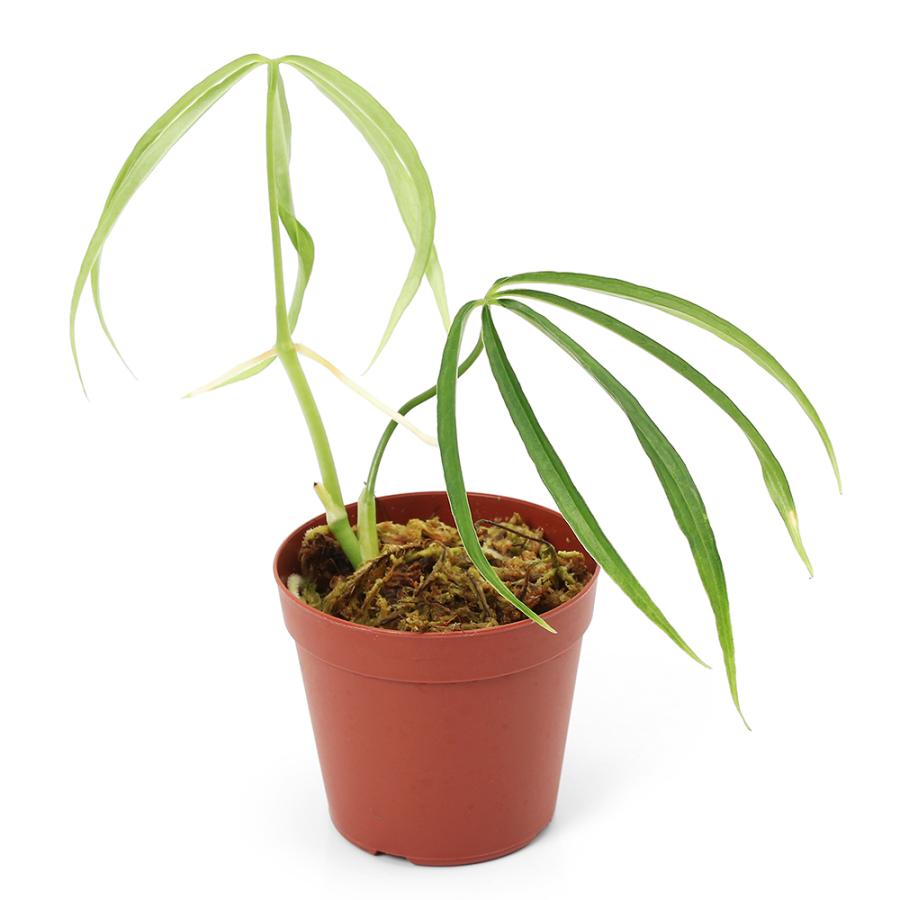 テラリウム）アンスリウムaff．エミネンス（1カップ） 北海道