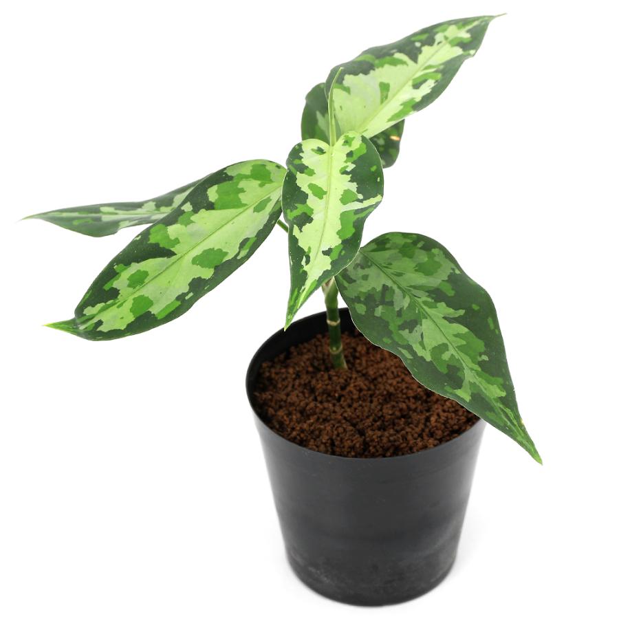 テラリウム）一点物 アグラオネマ ピクタム アチェ産（435900