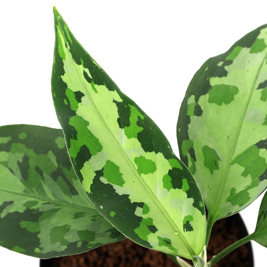 ◆RGL◆ 中株 アグラオネマ ピクタム マルチカラー アチェ産 現地便増殖株 最終値下げ【増殖株】アグラオネマピクタム アチェ産 rr58 【公式通販】