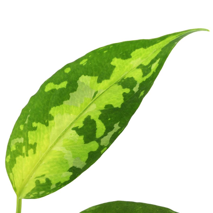 テラリウム）一点物 アグラオネマ ピクタム アチェ産（435906