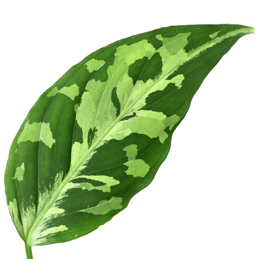 テラリウム）一点物 アグラオネマ ピクタム アチェ産（435910