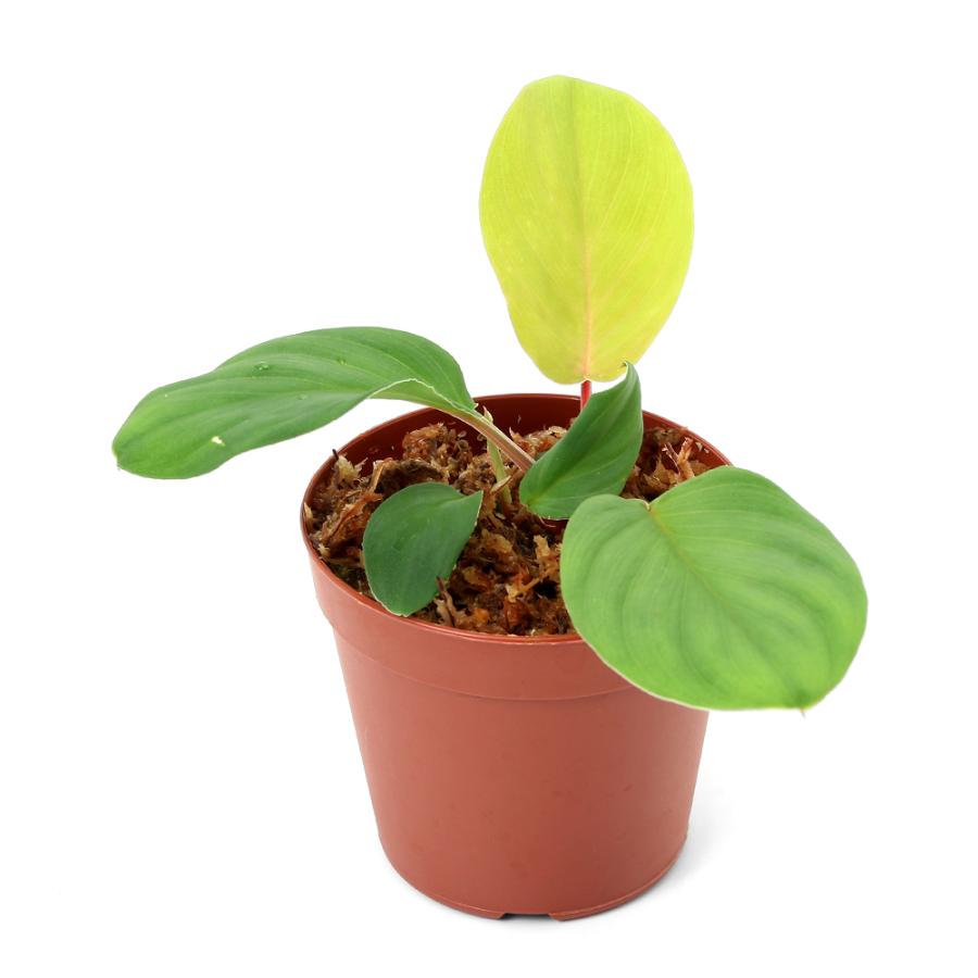 テラリウム）一点物 ホマロメナsp．Sumatera Barat