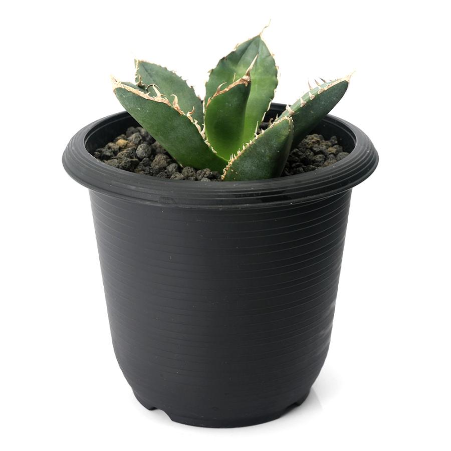 チャーム（ペット） （観葉植物）一点物 アガベ チタノタ 立可白