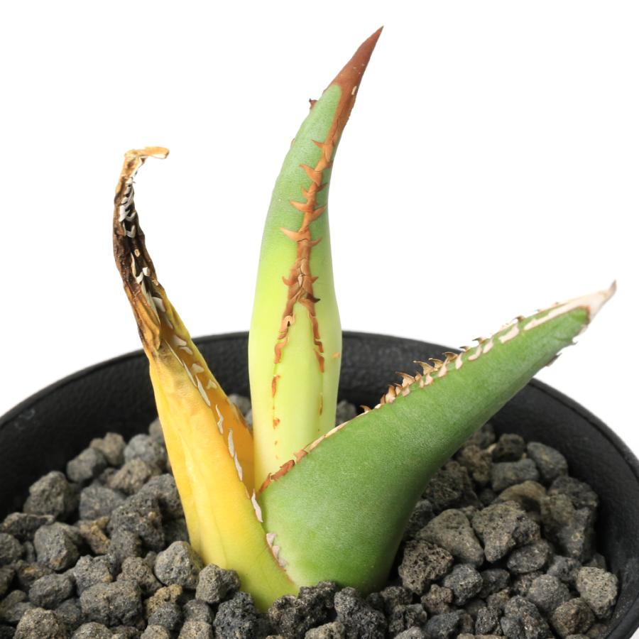 チャーム（ペット） （観葉植物）一点物 アガベ パープソラム