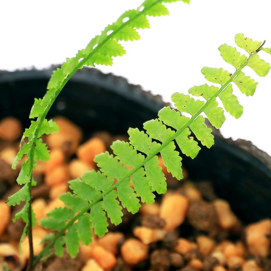 チャーム（charm） （山野草）シダ（羊歯）フジシダ（富士羊歯）3号