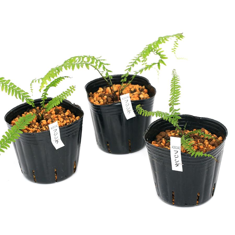 チャーム（charm） （山野草）シダ（羊歯）フジシダ（富士羊歯）3号