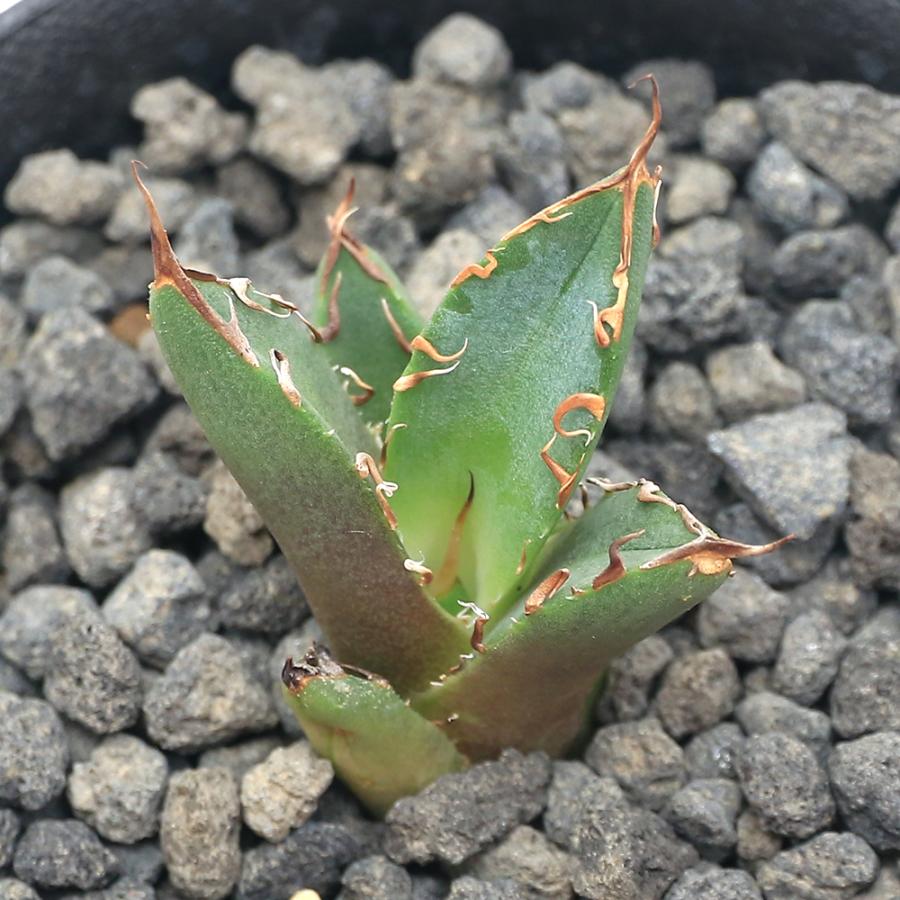 28アガベ中株3株まとめ売り海王、シーザー、FO076