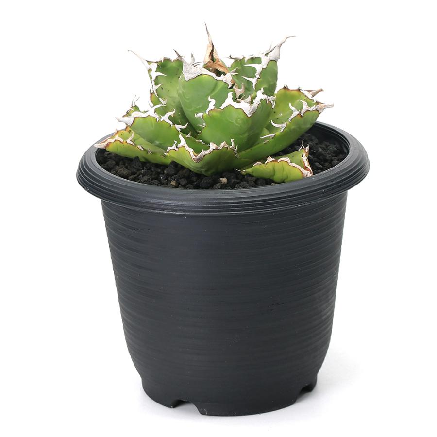 t&m様專用アガベ チタノタ 夕映狂刺‼️ 台湾輸入株 【公式通販】