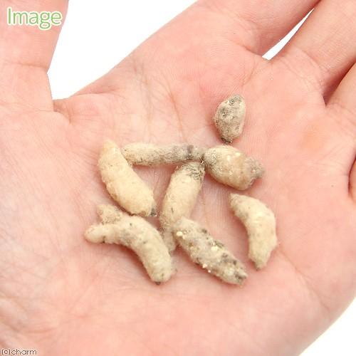 チャーム（ペット） （山野草）球根売り ウチョウラン（羽蝶蘭