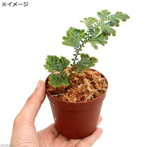 テラリウム セラギネラ ウィルデノウィー パハン産 １株 チャーム Charm Paypayモール店 通販 Paypayモール