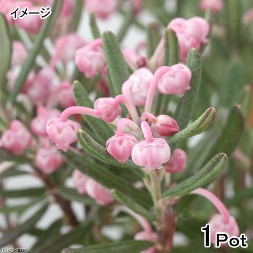 山野草 盆栽 ヒメシャクナゲ ブルーアイス 姫石楠花 ３号 １ポット チャーム Charm ヤフー店 通販 Yahoo ショッピング