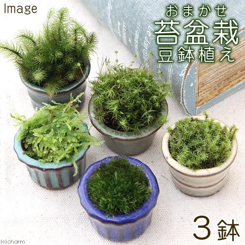 チャーム（charm） （盆栽）苔盆栽 おまかせ苔 豆鉢植え（3鉢