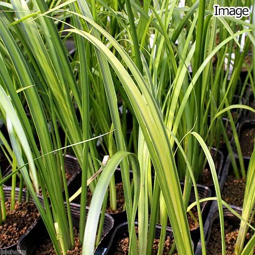 再再販 山野草 斑入りセキショウ アコルス オウゴン ２ ５ ３号 １ポット 湿性植物