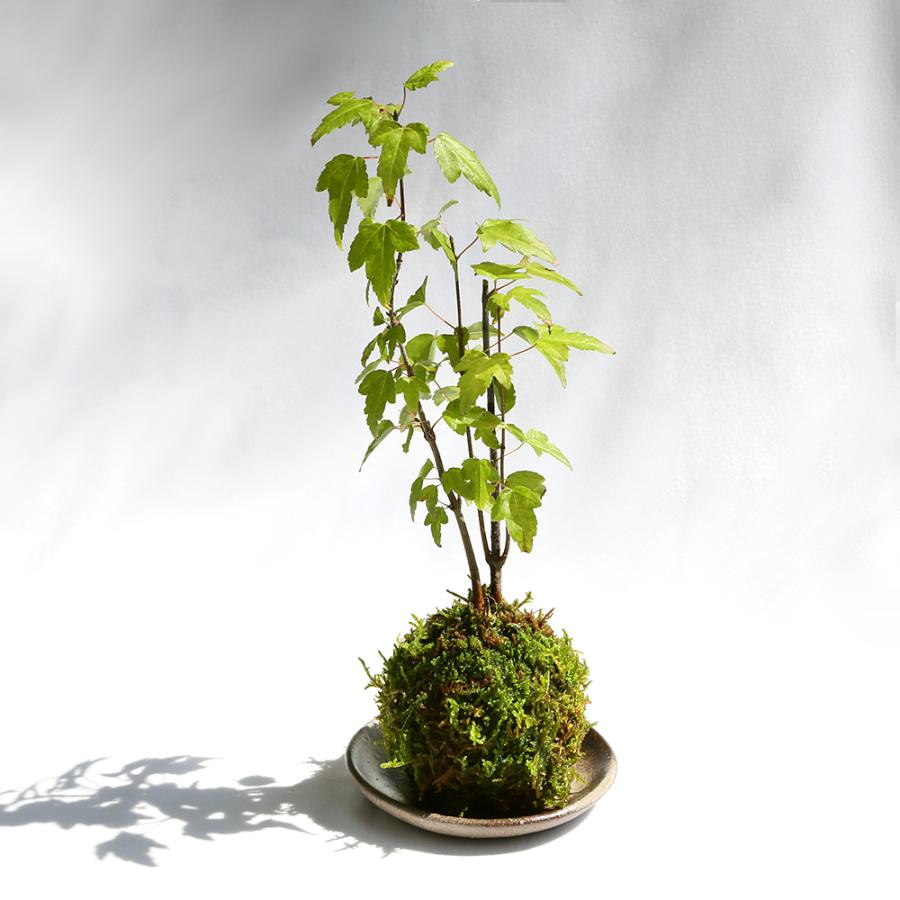 盆栽 苔玉 品種おまかせ モミジ 紅葉 １個 観葉植物 コケ玉 チャーム Charm Paypayモール店 通販 Paypayモール