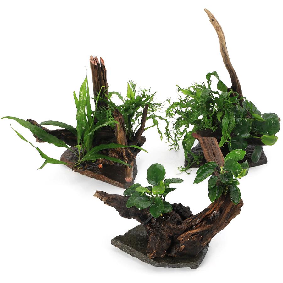 チャーム（charm） （水草）置くだけ簡単 レイアウト流木
