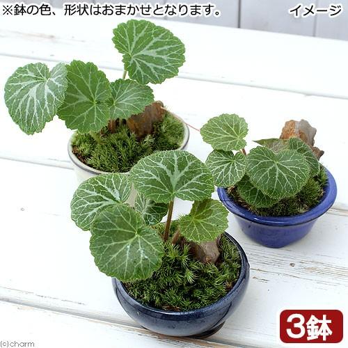 チャーム（charm） （山野草）盆栽 和盆栽 ユキノシタ 鉢おまかせ（3