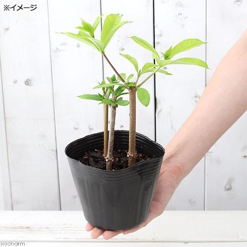 山野草 オオバナアリアケカズラ 大花有明蔓 ４号 ３ポット チャーム Charm Paypayモール店 通販 Paypayモール