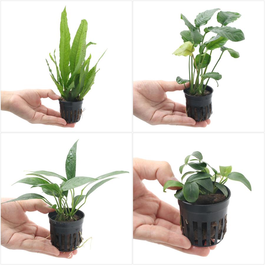 チャーム（charm） （水草）アヌビアス＆ミクロソリウム 60cm水槽