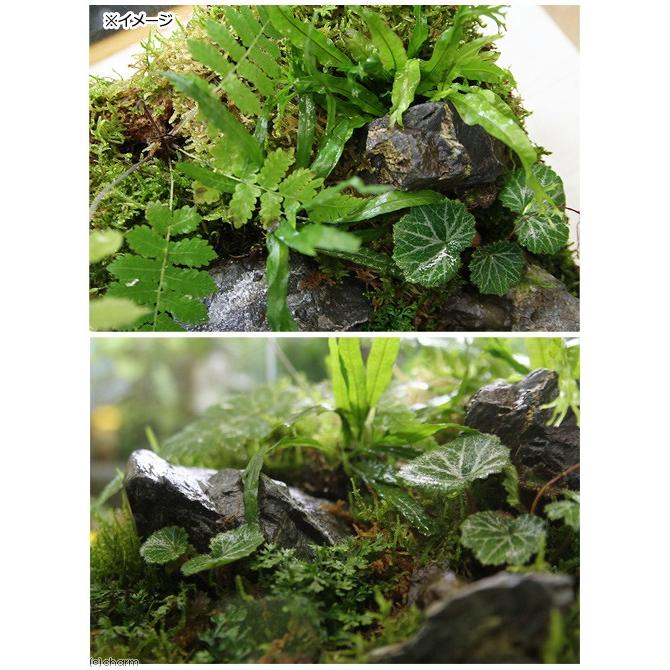 チャーム（charm） （観葉植物）苔テラリウム レイアウトセット