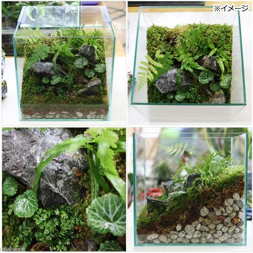チャーム（charm） （観葉植物）苔テラリウム レイアウトセット